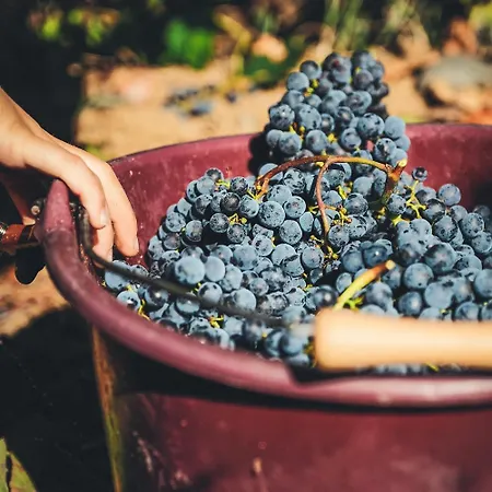 Au Coeur D'un Domaine Viticole